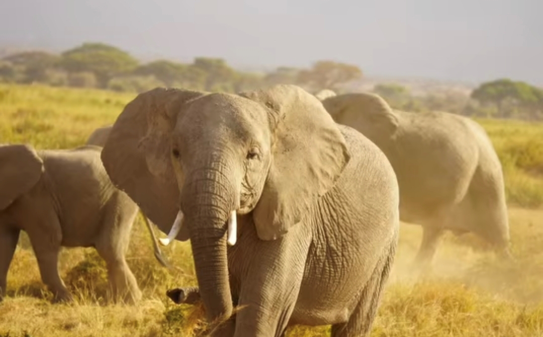 Tierbeobachtung im Tsavo Ost